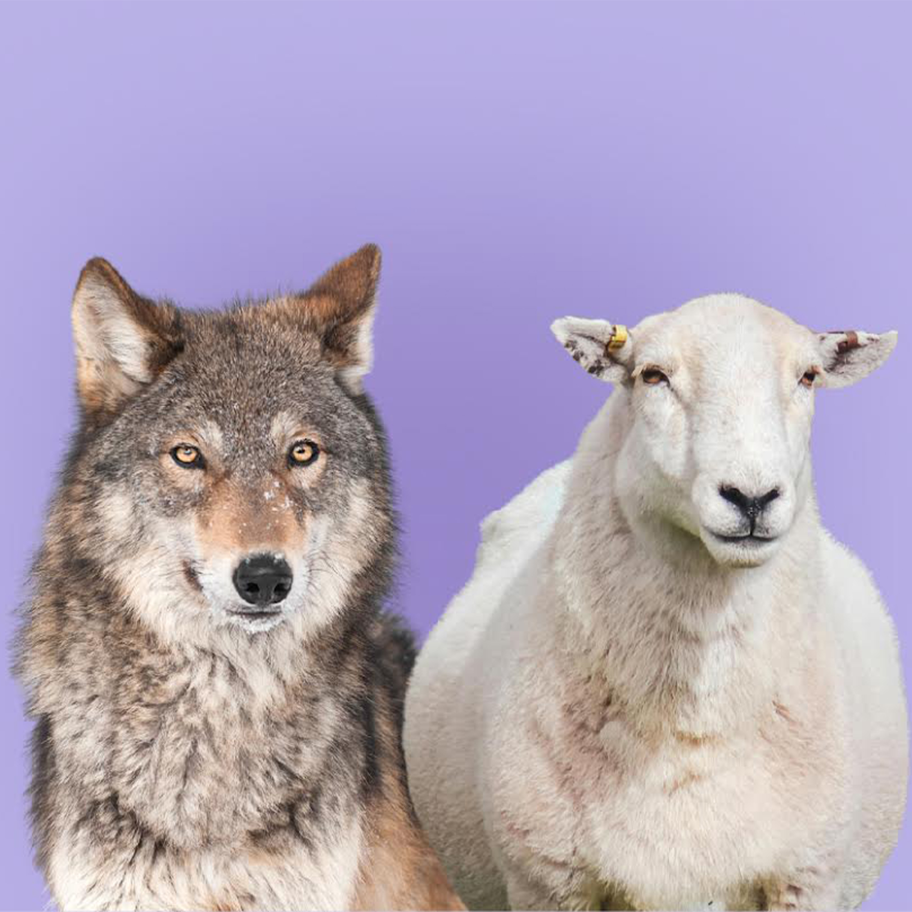 True Girl - Staying Close to the Good Shepherd