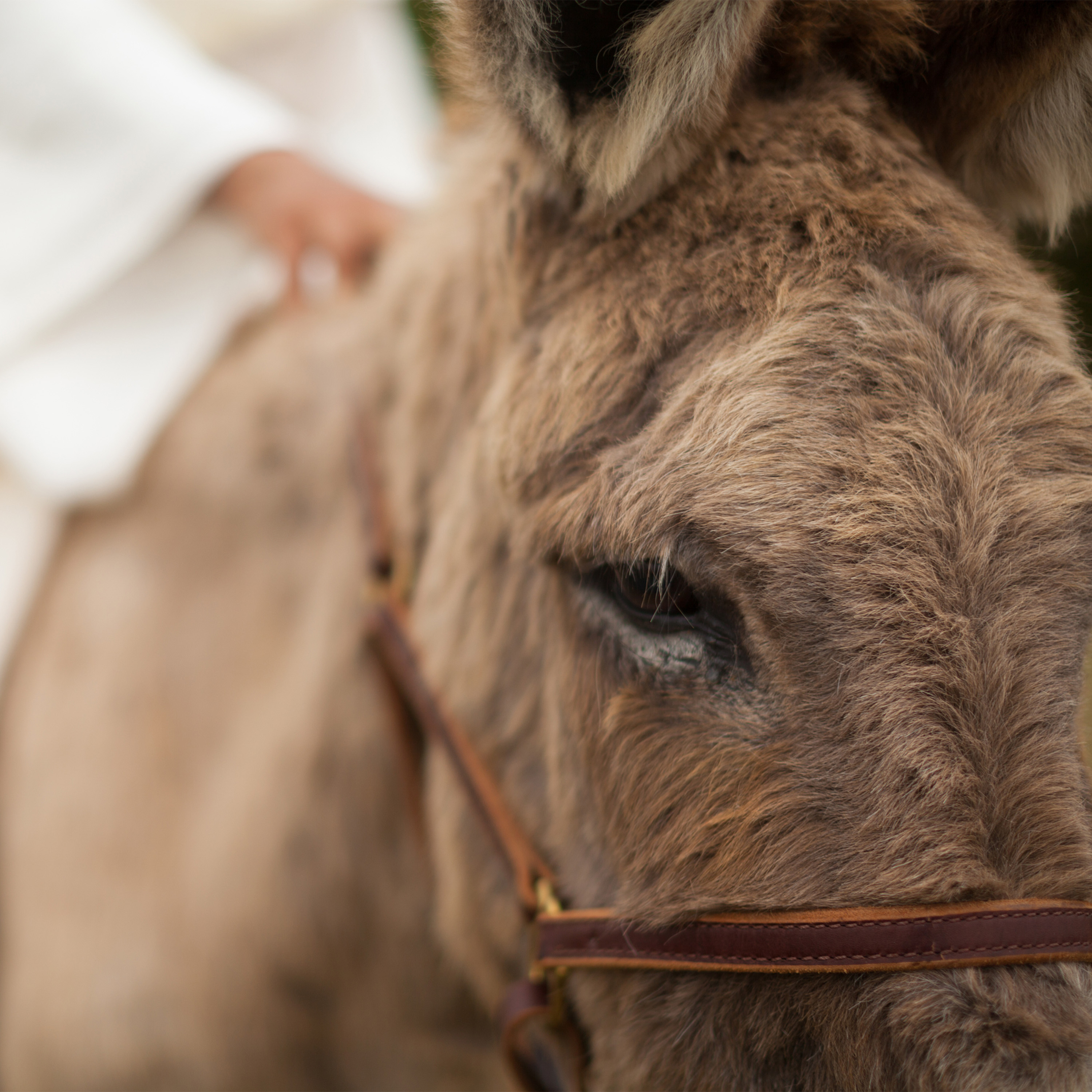 Revive Our Hearts Weekend - The Humble Savior Who Came