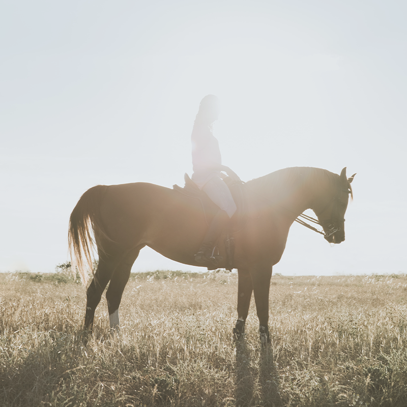 The Horse Is Broken